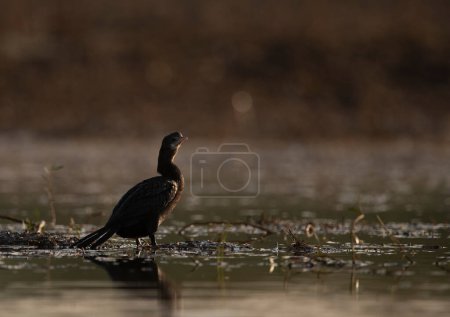 Foto de Close-up shot of beautiful bird in pond - Imagen libre de derechos