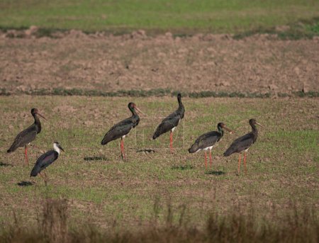 Téléchargez les photos : Close-up shot of beautiful flock of black storks - en image libre de droit