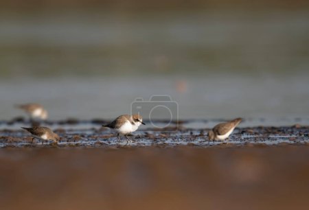 Téléchargez les photos : Gros plan de beaux oiseaux sur la plage humide - en image libre de droit