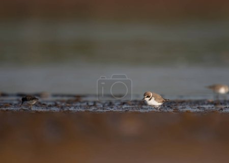 Photo for Close-up shot of beautiful birds on wet beach - Royalty Free Image