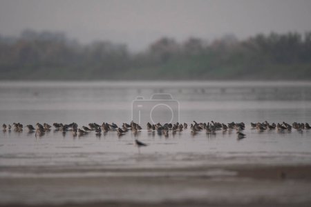 Photo for Close-up shot of beautiful flock of birds on lake - Royalty Free Image