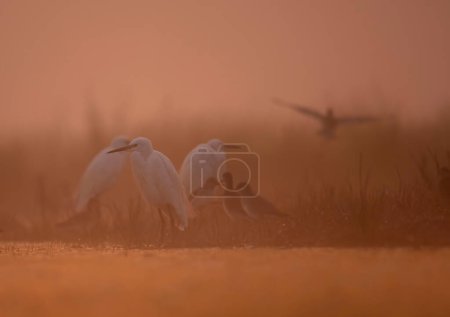Foto de Flock of birds in Misty morning - Imagen libre de derechos