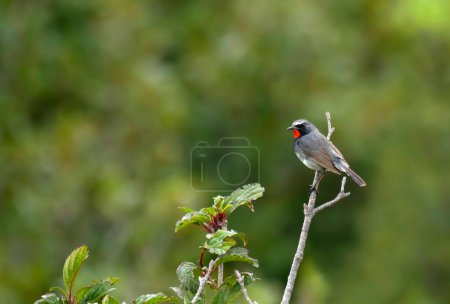 Photo for Close-up shot of beautiful bird on tree branch - Royalty Free Image