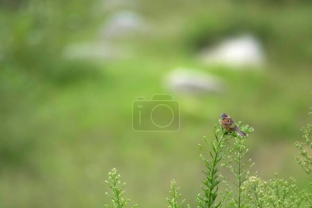 Téléchargez les photos : Close-up shot of beautiful bird on tree branch - en image libre de droit