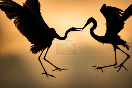 Téléchargez les photos : Gros plan de belles cigognes volant au coucher du soleil - en image libre de droit