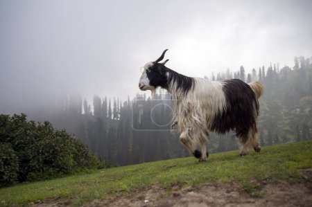 Téléchargez les photos : Belle chèvre noire et blanche broutant sur les montagnes - en image libre de droit