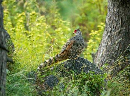 Photo for Close up of Kalij pheasant in nature - Royalty Free Image