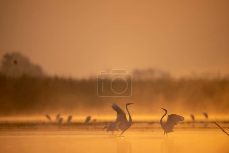 Photo for Great egrets looking for fish - Royalty Free Image