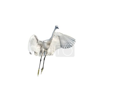 Photo for The little egret isolated on white background - Royalty Free Image