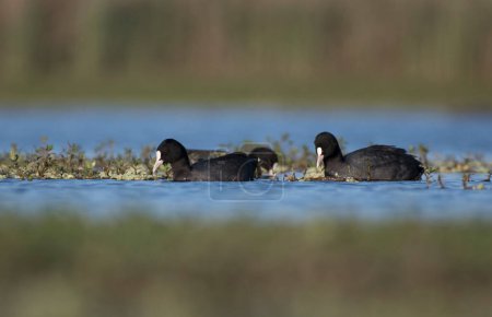 Téléchargez les photos : Troupeau d'oiseaux cormorans dans le lac - en image libre de droit