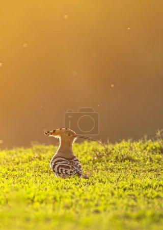 Téléchargez les photos : Belle huppe oiseau sur perche dans la lumière du matin - en image libre de droit