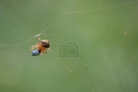Photo for Close up of a spider on the web - Royalty Free Image