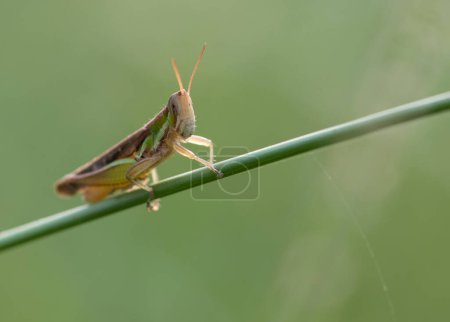 Téléchargez les photos : Closeup view of grasshopper at nature - en image libre de droit