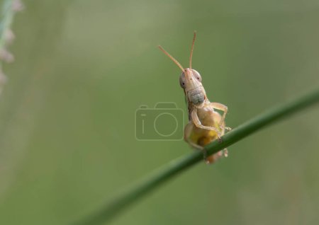 Téléchargez les photos : Closeup view of grasshopper at nature - en image libre de droit