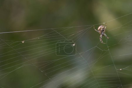 Photo for Close up of a spider on the web - Royalty Free Image