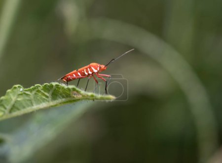 Téléchargez les photos : Gros plan de bug à la nature sauvage - en image libre de droit