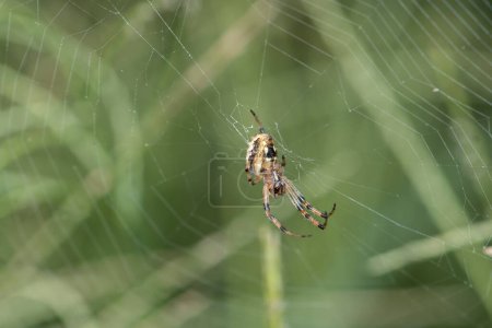 Téléchargez les photos : Gros plan d'une araignée sur la toile - en image libre de droit