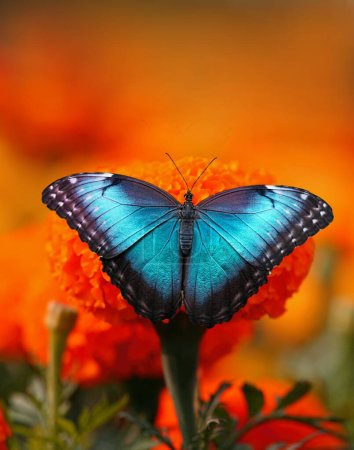 Foto de Hermosa mariposa azul sentada en una flor - Imagen libre de derechos