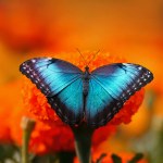 beautiful blue butterfly sitting on a flower