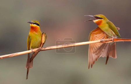 Photo for Blue cheeked bee eaters close up - Royalty Free Image