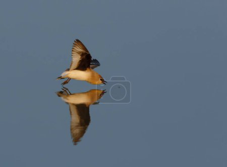 Téléchargez les photos : Magnifique oiseau volant au-dessus de l'eau - en image libre de droit