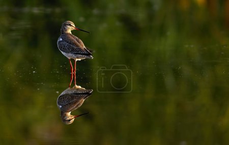 Photo for Spotted Red Shank with Reflection in lake - Royalty Free Image