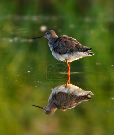Foto de Manchado caña roja con reflexión en el lago - Imagen libre de derechos