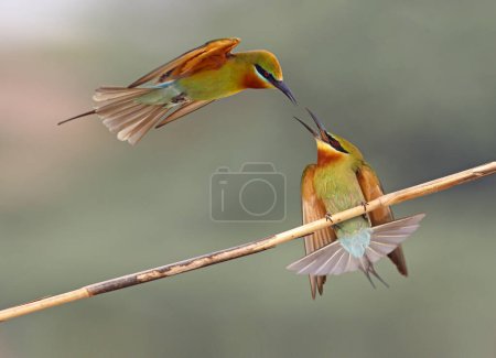 Photo for Fight of blue tailed bee eaters - Royalty Free Image