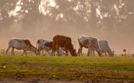 Téléchargez les photos : Vaches broutant dans la prairie - en image libre de droit