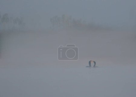 Foto de Pareja de gran Cormorán en el lago durante la niebla - Imagen libre de derechos