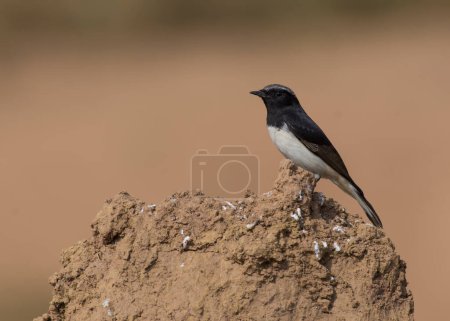 Photo for Variable Wheatear (Oenanthe picata) on a rock - Royalty Free Image