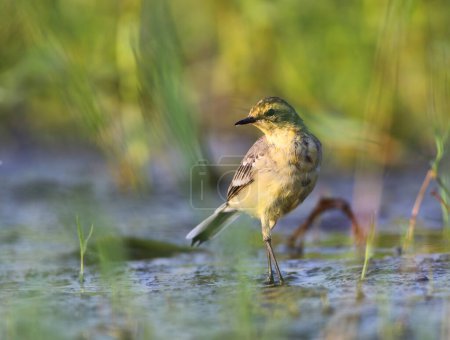 Photo for The Citrine wagtail in wetland - Royalty Free Image