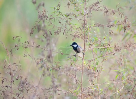 Photo for The beautiful bird cinereous tit in forest - Royalty Free Image