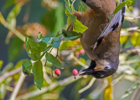 Téléchargez les photos : Oiseau mange des baies rouges à l'envers - en image libre de droit