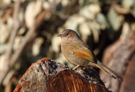 Foto de Primer plano de un pájaro adorable sentado en el muñón - Imagen libre de derechos