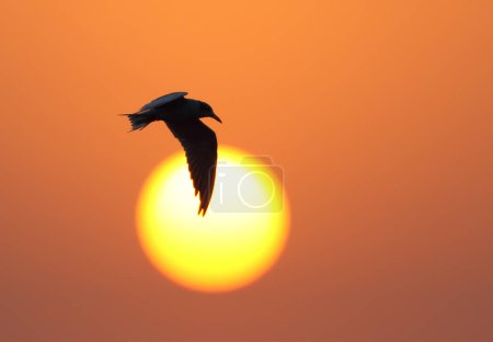 Foto de Whiskered tern (Chlidonias hybrida) flying during sunset - Imagen libre de derechos