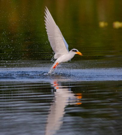 Foto de The river tern hunting in lake - Imagen libre de derechos