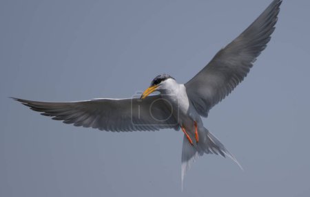 Foto de Whiskered tern (Chlidonias hybrida) flying over blue sky - Imagen libre de derechos