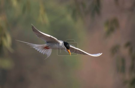 Foto de Whiskered tern (Chlidonias hybrida) flying - Imagen libre de derechos