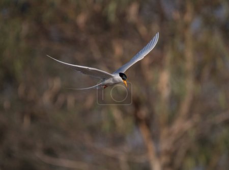 Photo for Whiskered tern (Chlidonias hybrida) flying - Royalty Free Image