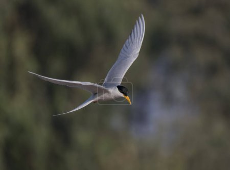 Foto de Whiskered tern (Chlidonias hybrida) volando - Imagen libre de derechos