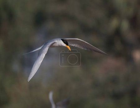 Téléchargez les photos : Whiskered tern (Chlidonias hybrida) flying - en image libre de droit