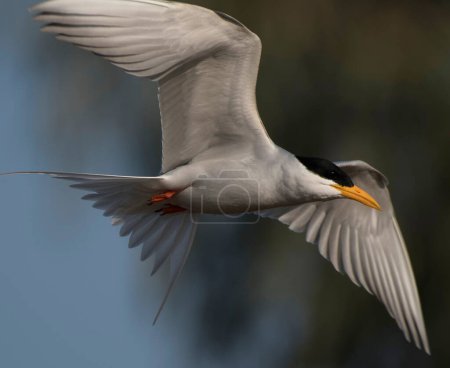 Photo for Whiskered tern (Chlidonias hybrida) flying over blue sky - Royalty Free Image