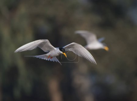 Foto de Whiskered tern (Chlidonias hybrida) volando - Imagen libre de derechos