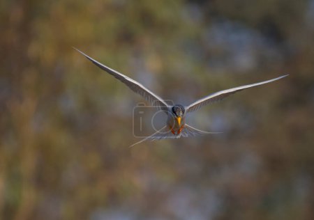 Foto de Whiskered tern (Chlidonias hybrida) flying - Imagen libre de derechos