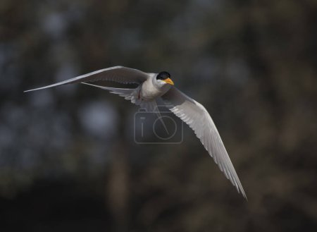 Photo for Whiskered tern (Chlidonias hybrida) flying - Royalty Free Image