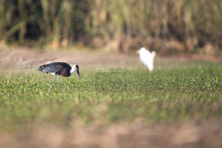 Foto de Primer plano de una cigüeña de cabeza negra en un prado verde - Imagen libre de derechos