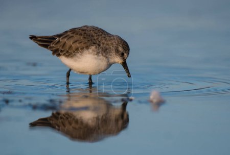 Photo for Little Stint (Calidris minuta) in a lake - Royalty Free Image