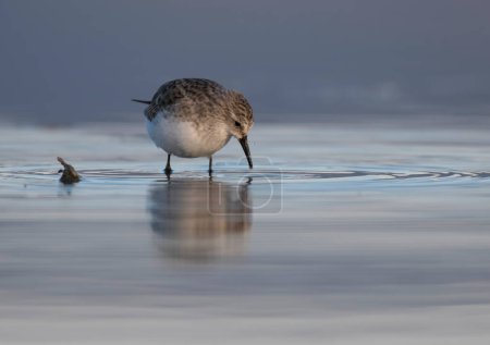 Photo for Little Stint (Calidris minuta) in a lake - Royalty Free Image