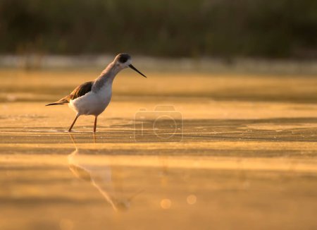 Photo for Black-winged stilt standing in a pond - Royalty Free Image